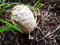 Coprinus comatus image