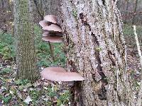 Pleurotus ostreatus image