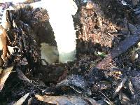 Amanita calyptroderma image