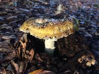 Amanita calyptroderma image