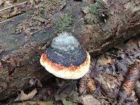 Fomitopsis pinicola image