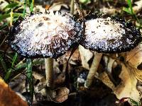 Coprinus comatus image