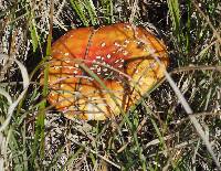 Amanita muscaria image