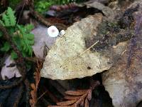 Marasmius quercophilus image