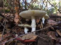 Amanita phalloides image