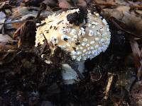 Amanita gemmata image