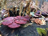 Ganoderma lucidum image