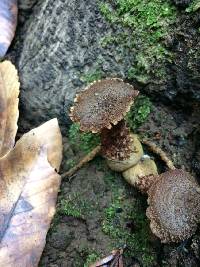 Armillaria sinapina image