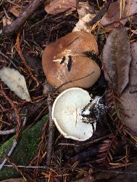 Leucopaxillus gentianeus image