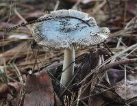 Amanita vaginata image