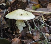 Amanita phalloides image