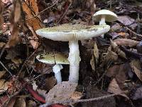 Amanita phalloides image