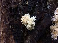 Hericium coralloides image