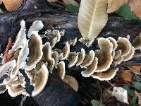 Trametes versicolor image