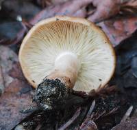 Lactarius xanthogalactus image