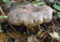 Lactarius argillaceifolius image