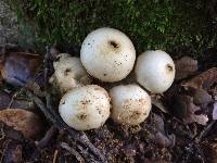 Lycoperdon perlatum image