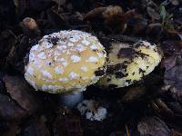 Amanita gemmata image