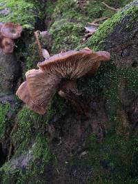 Armillaria sinapina image