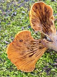 Omphalotus olivascens image