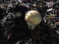 Amanita gemmata image