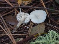 Marasmius calhouniae image