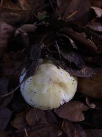 Amanita phalloides image