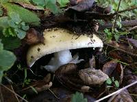 Amanita phalloides image