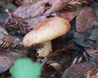 Lactarius xanthogalactus image