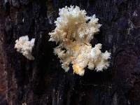 Hericium coralloides image