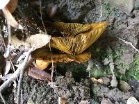 Omphalotus olivascens image