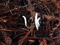 Clavaria fragilis image