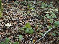 Amanita phalloides image