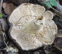 Lactarius argillaceifolius var. megacarpus image