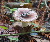 Russula fragilis image