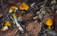 Hygrocybe singeri image