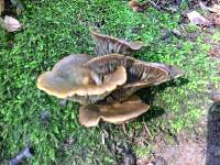 Omphalotus olivascens image