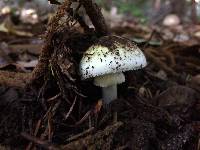 Amanita phalloides image