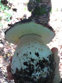 Boletus regineus image