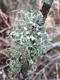 Ramalina leptocarpha image