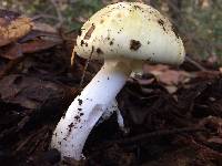 Amanita phalloides image