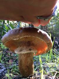 Armillaria mellea image