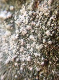 Pertusaria amara f. amara image