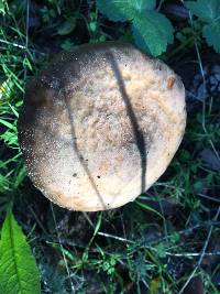 Armillaria mellea image