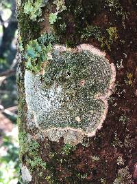 Pertusaria amara f. amara image