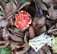 Amanita muscaria image