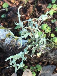 Ramalina leptocarpha image