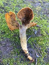 Omphalotus olivascens image