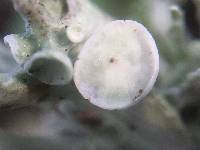 Ramalina leptocarpha image