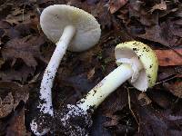 Amanita phalloides image